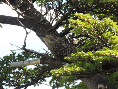 Image of Chilean Flicker