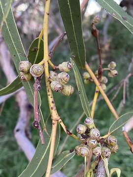 Eucalyptus camaldulensis subsp. refulgens Brooker & M. W. Mc Donald的圖片