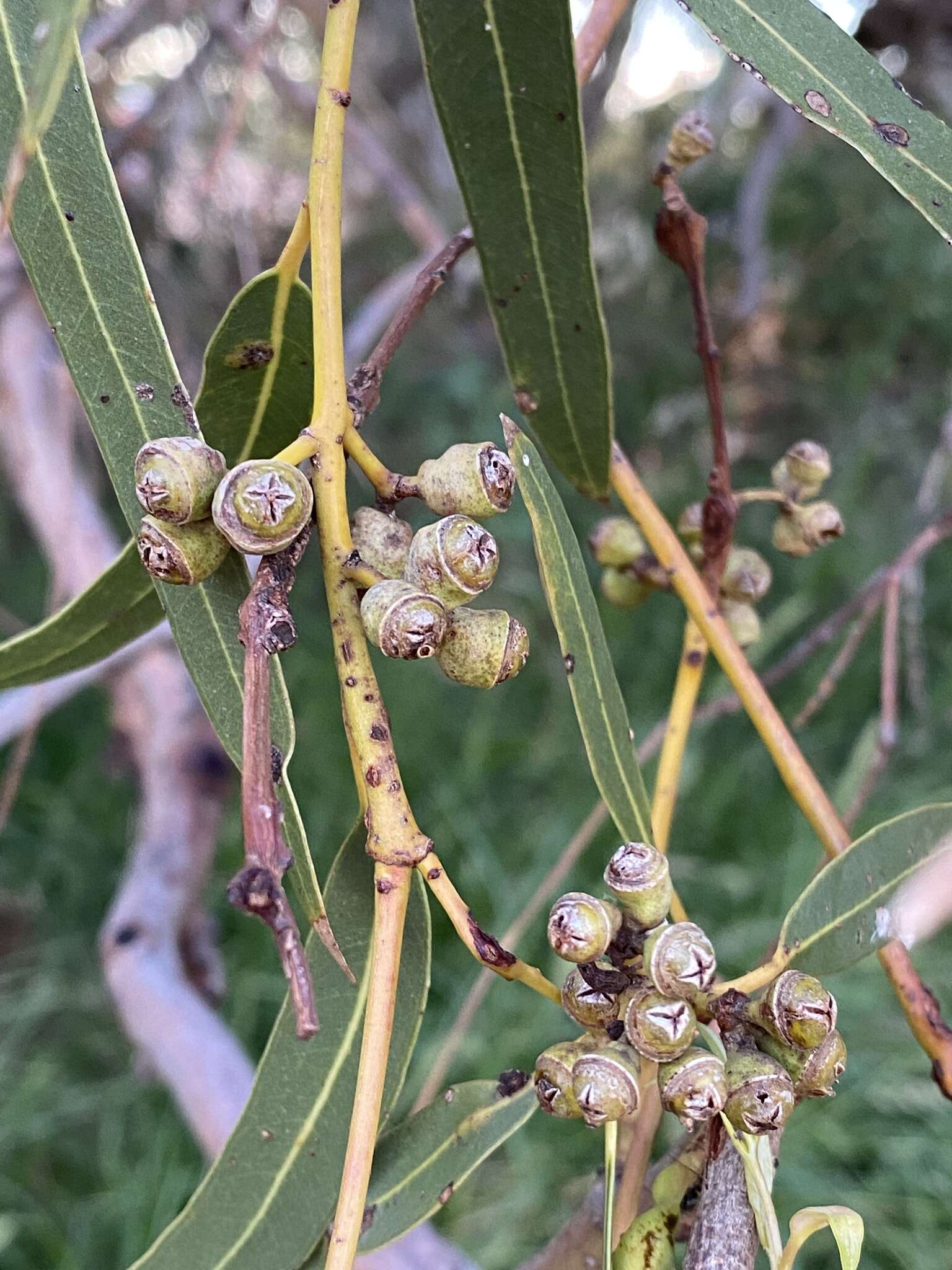 Слика од Eucalyptus camaldulensis subsp. refulgens Brooker & M. W. Mc Donald