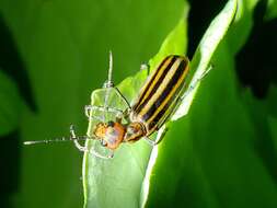 Image of Striped Blister Beetle