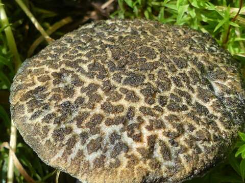 Image of Cyanoboletus rainisiae (Bessette & O. K. Mill.) Gelardi, Vizzini & Simonini 2014