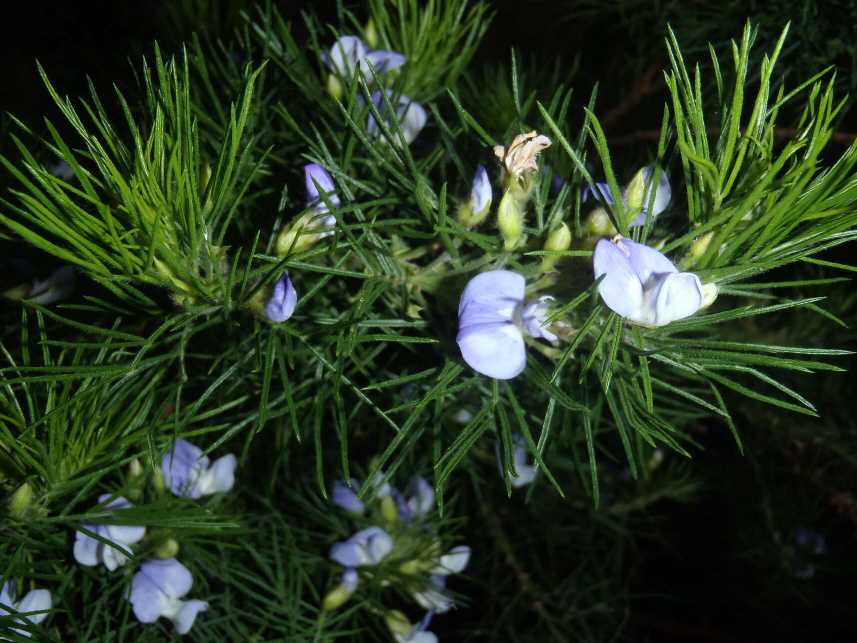 Image of Psoralea montana