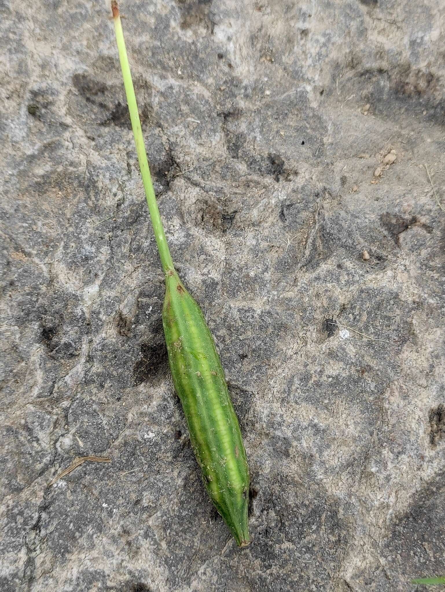 Image of Iris oxypetala Bunge