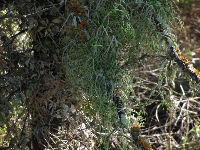 Image of Galium tomentosum Thunb.