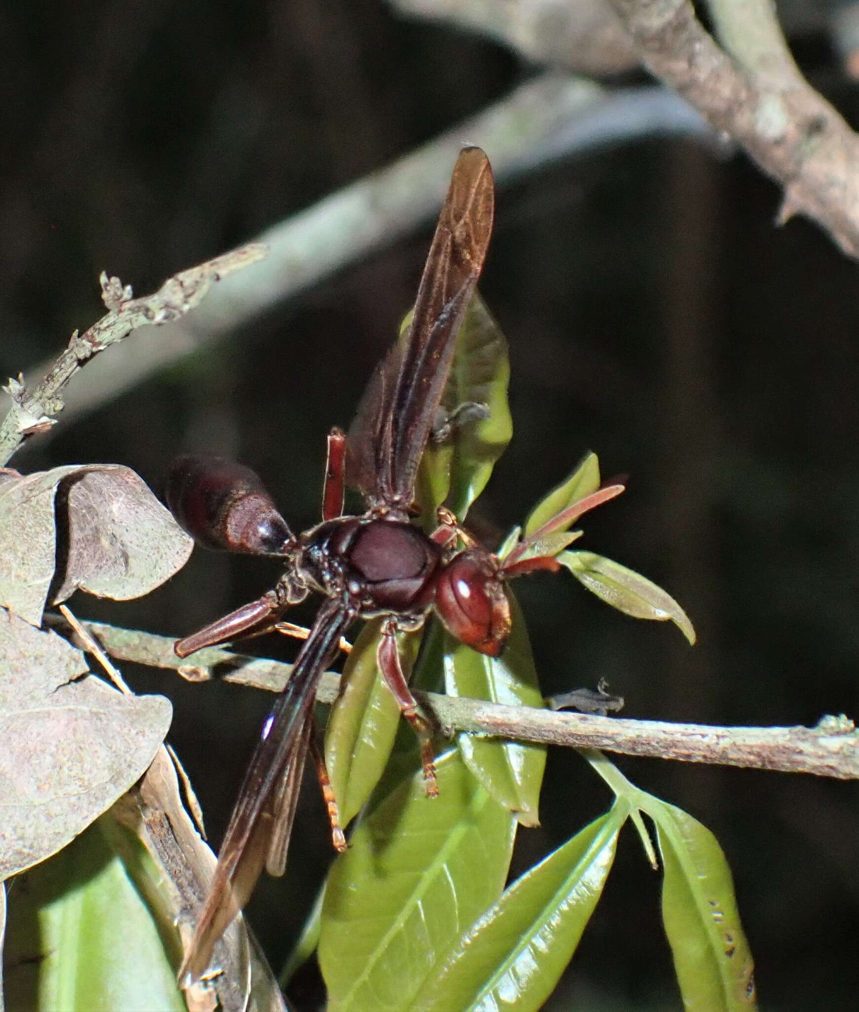 Image of Polistes franciscanus Richards 1978