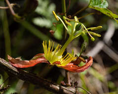 Passiflora cinnabarina Lindl.的圖片