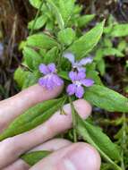 Image of Coopernookia chisholmii (Blakely) Carolin