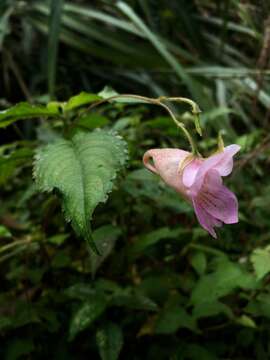 Image of Impatiens uniflora Hayata