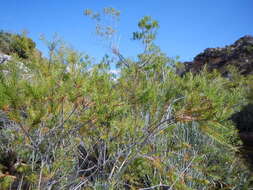 Brunia africana (Burm. fil.) Class.-Bockh. & E. G. H. Oliv. resmi