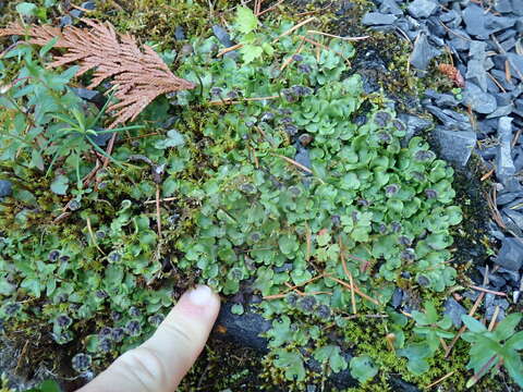 Marchantia quadrata Scop. resmi