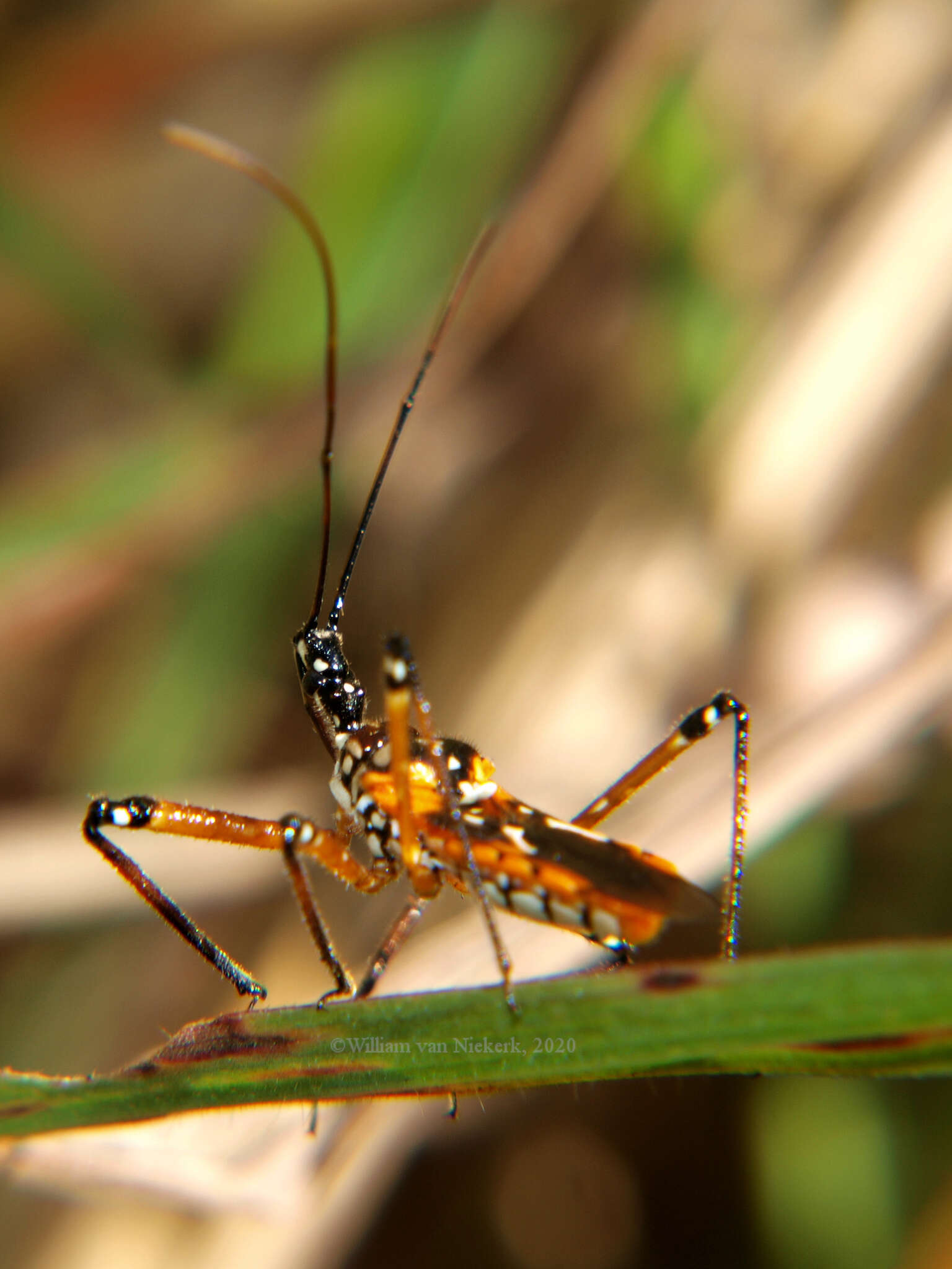 Cosmolestes pictus (Klug 1830) resmi