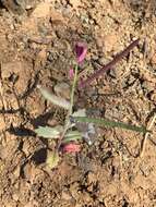 Image of Mt. Diablo jewelflower