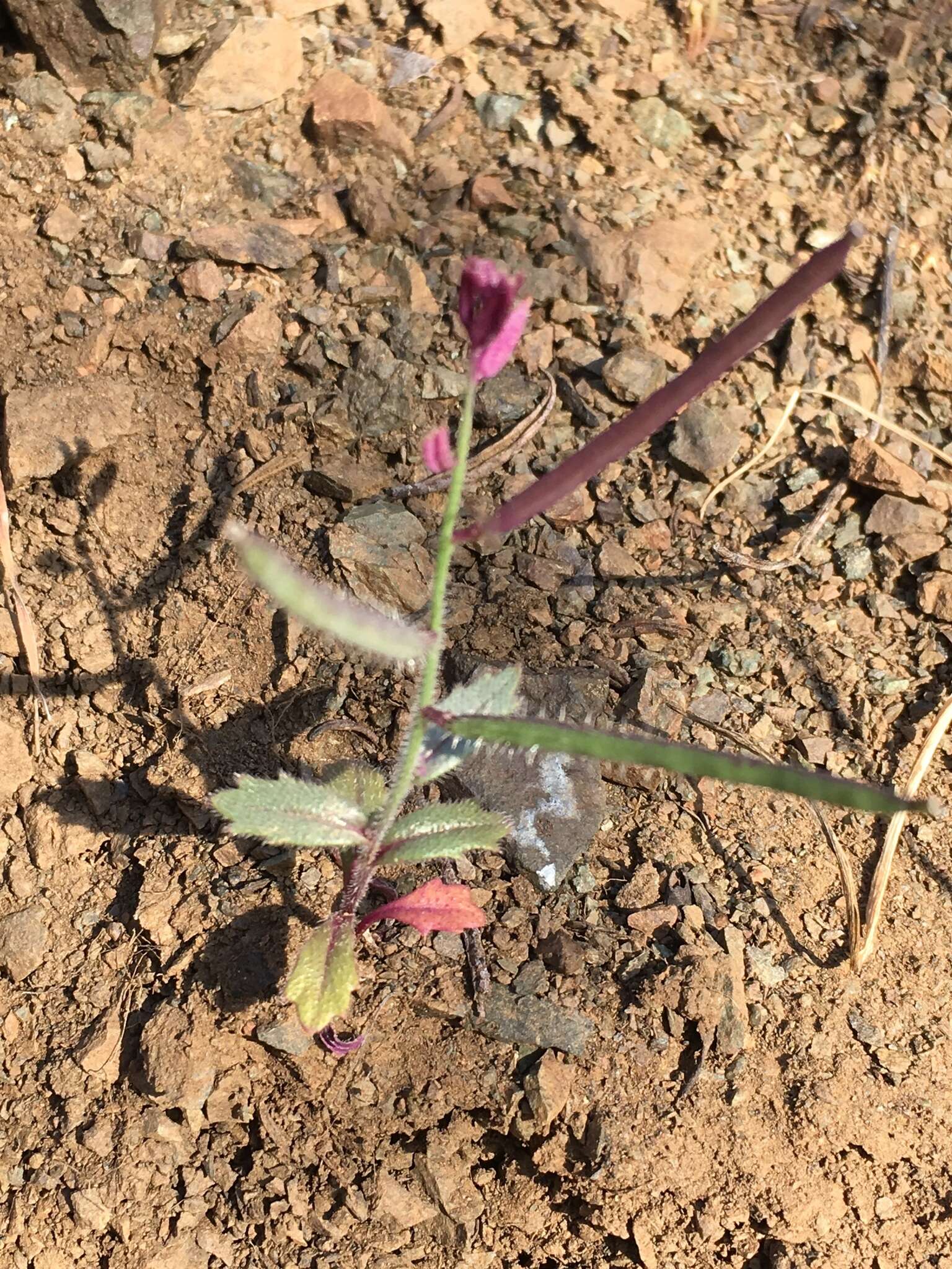 Image of Mt. Diablo jewelflower