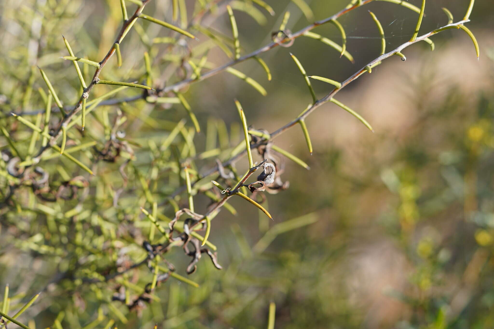 Acacia colletioides Benth. resmi