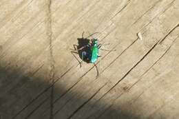 Image of Six Spotted Tiger Beetle