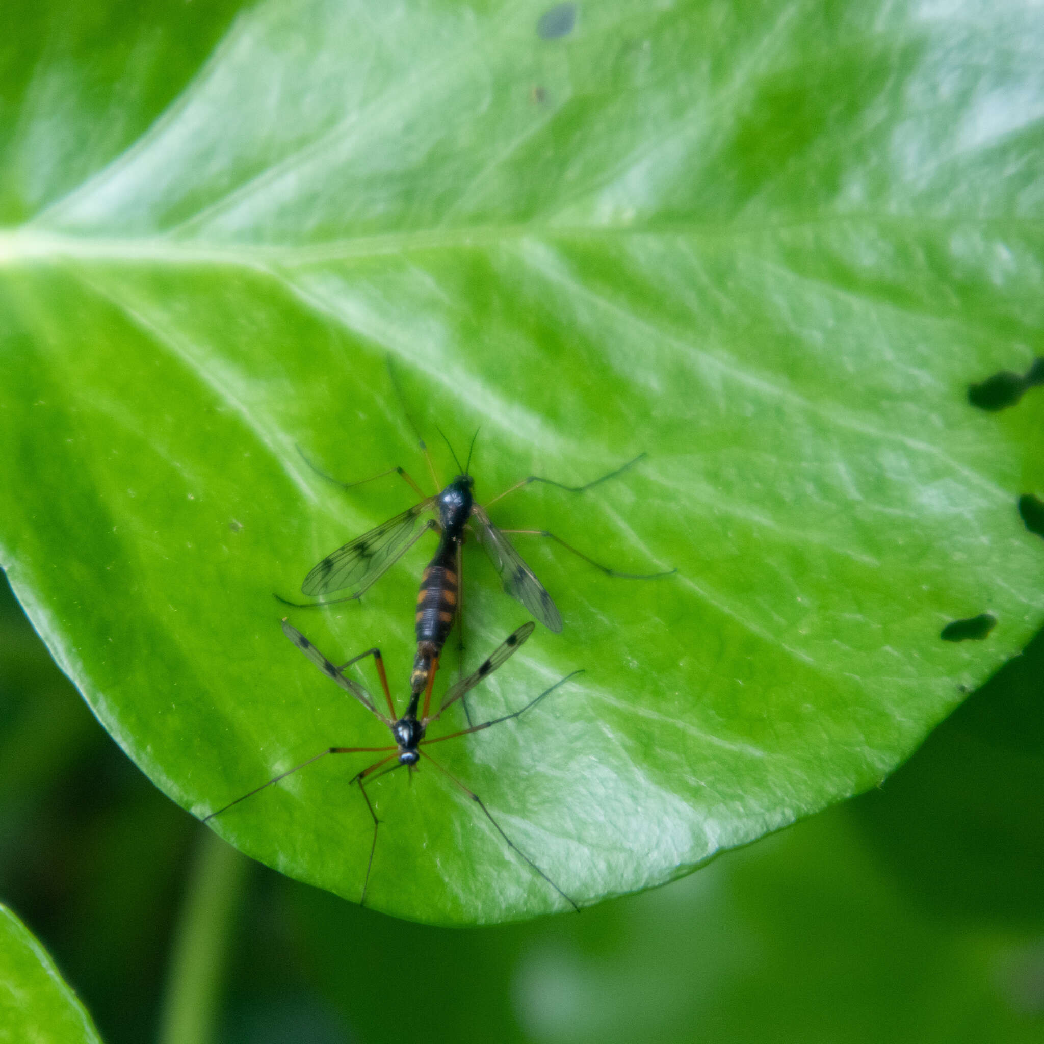 Image de Ptychoptera contaminata (Linnaeus 1758)