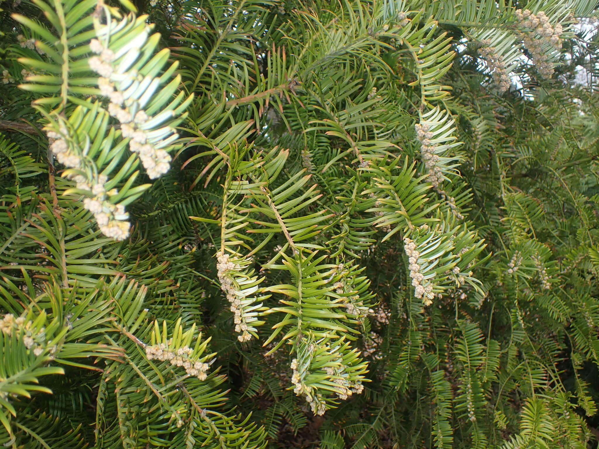 Image of Fortune's Yew Plum