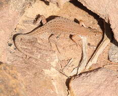 Image of Mount Sinai Lizard