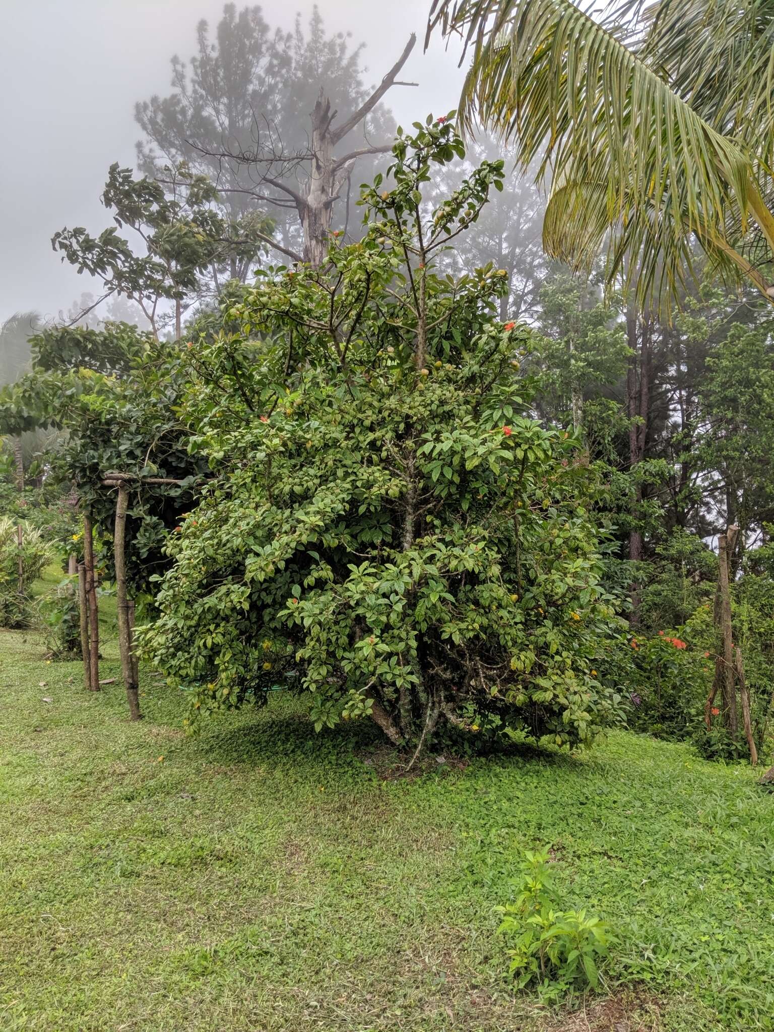 Image of <i>Leuenbergeria bleo</i>