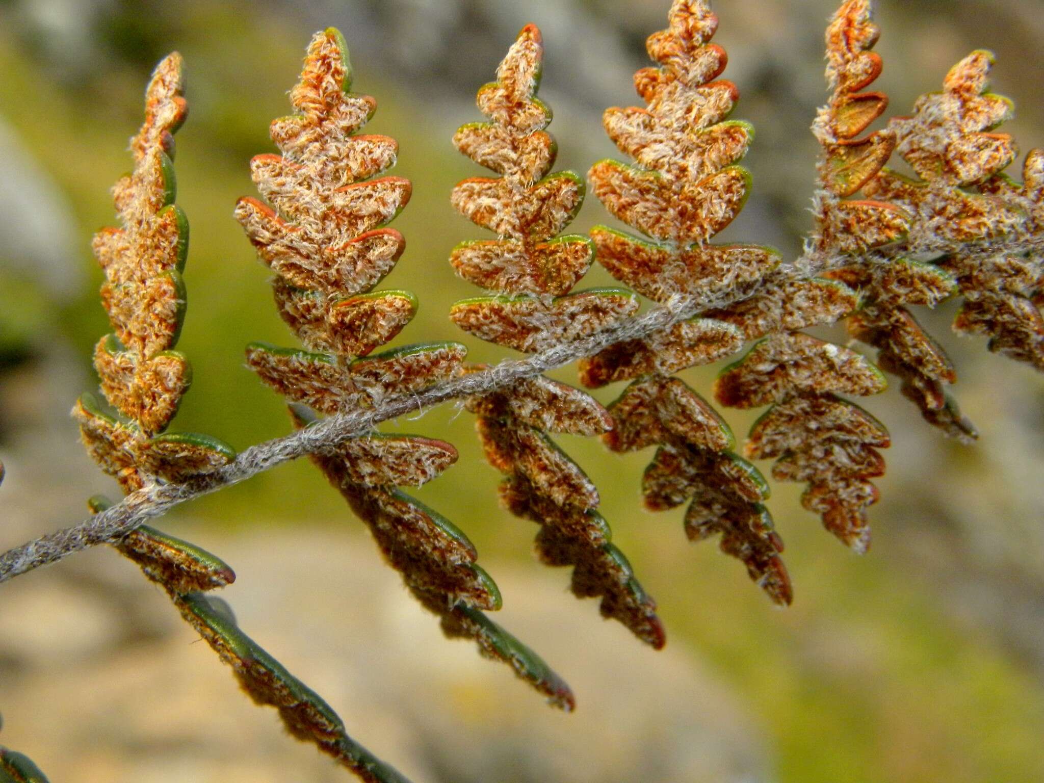 Image of Paragymnopteris marantae (L.) K. H. Shing