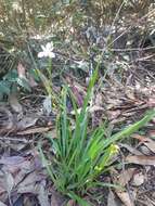 Image de Libertia paniculata (R. Br.) Spreng.