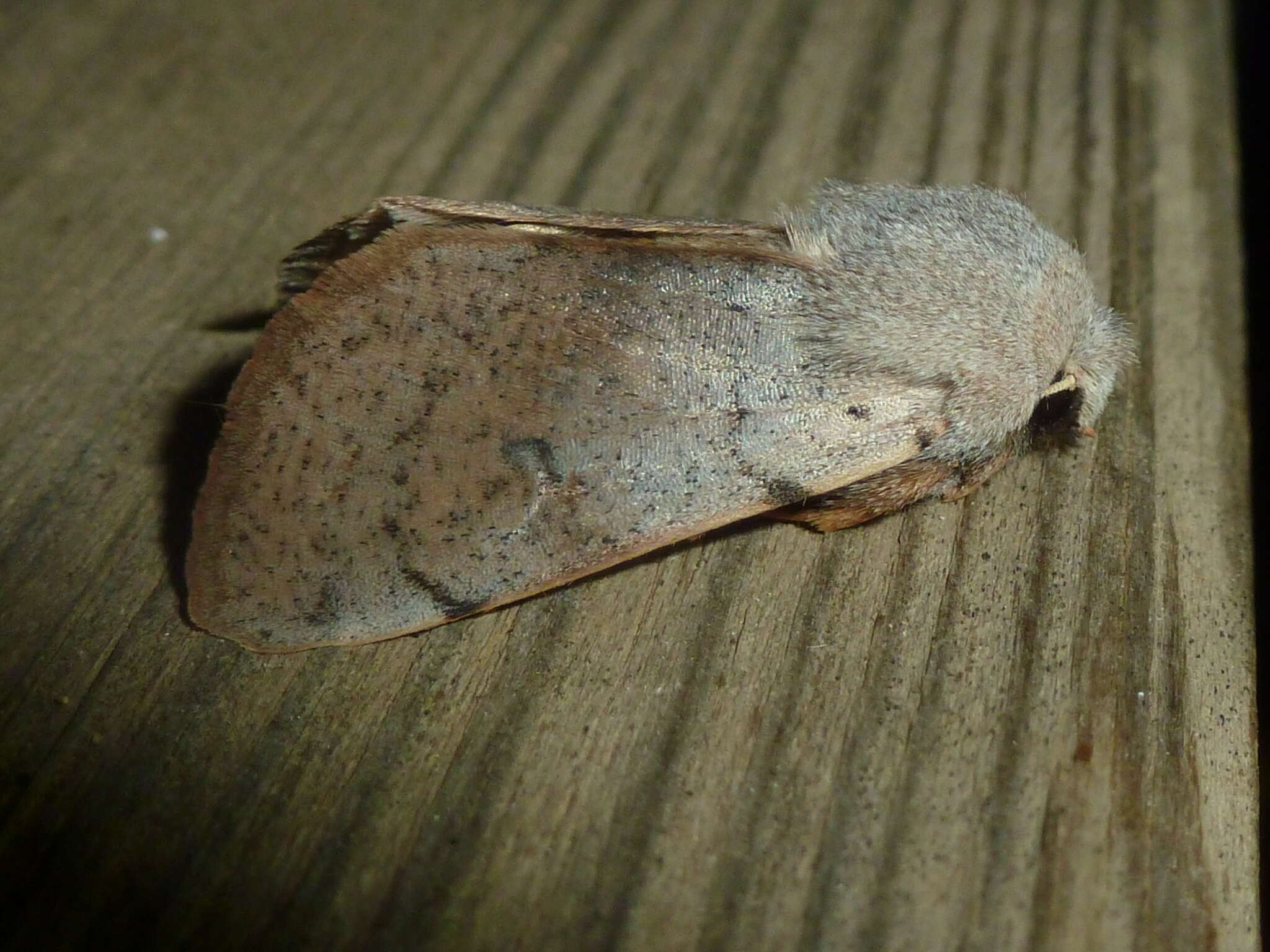 Image of Perigrapha (Rororthosia) rorida Frivaldsky 1835