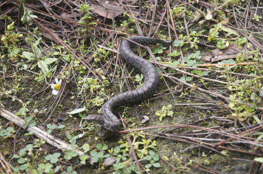 Image of Cross-banded Mountain Rattlesnake