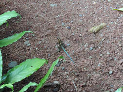 Image of Ameiva Lizard