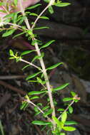 Image of Pimelea hewardiana Meissn.