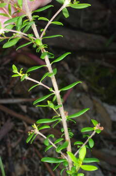 Image of Pimelea hewardiana Meissn.