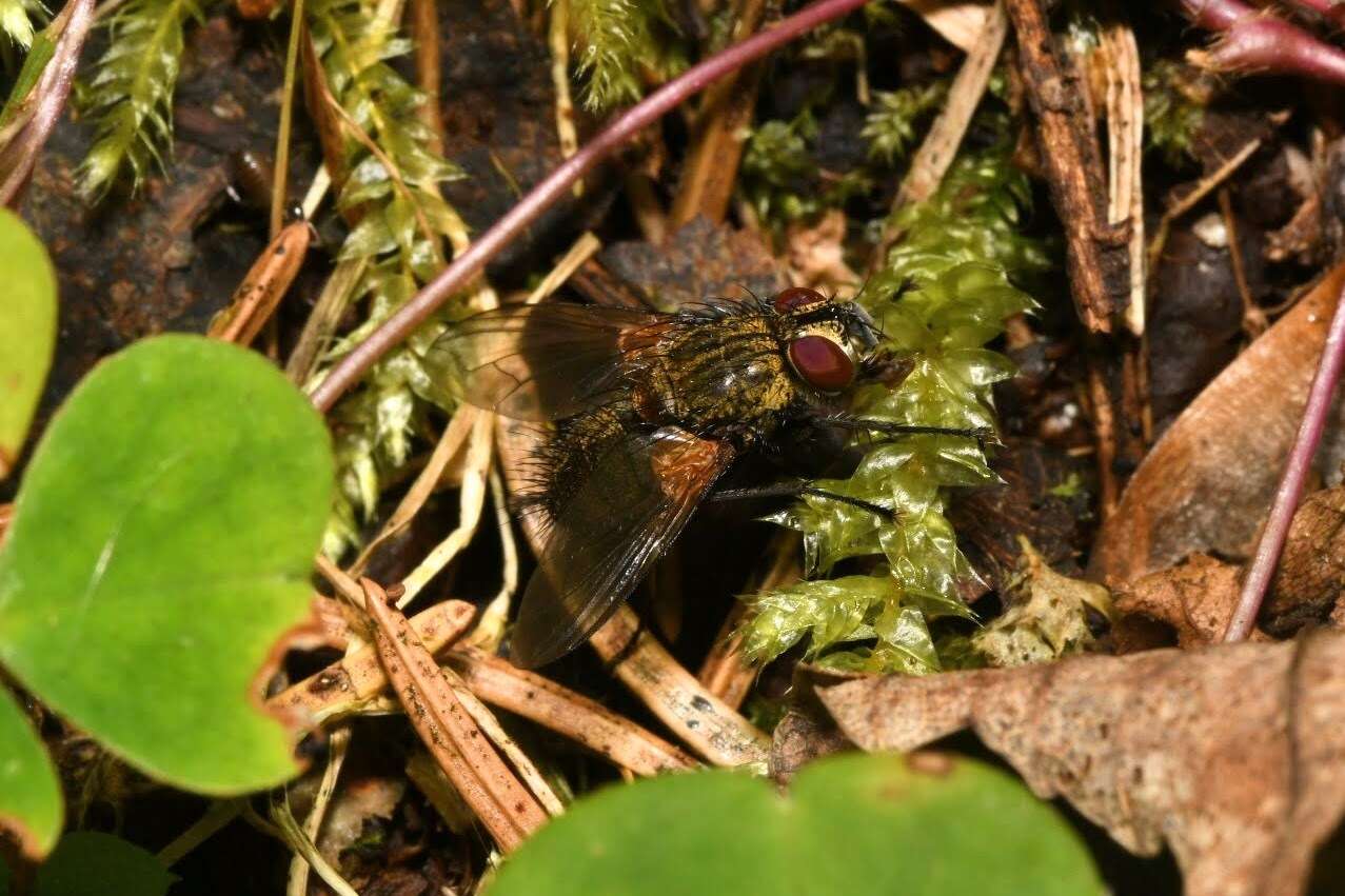 Allophorocera ferruginea (Meigen 1824)的圖片