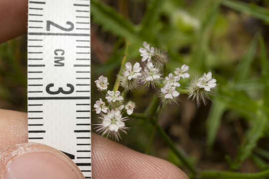 Imagem de Torilis leptophylla (L.) Rchb. fil.