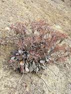 Image of granite buckwheat