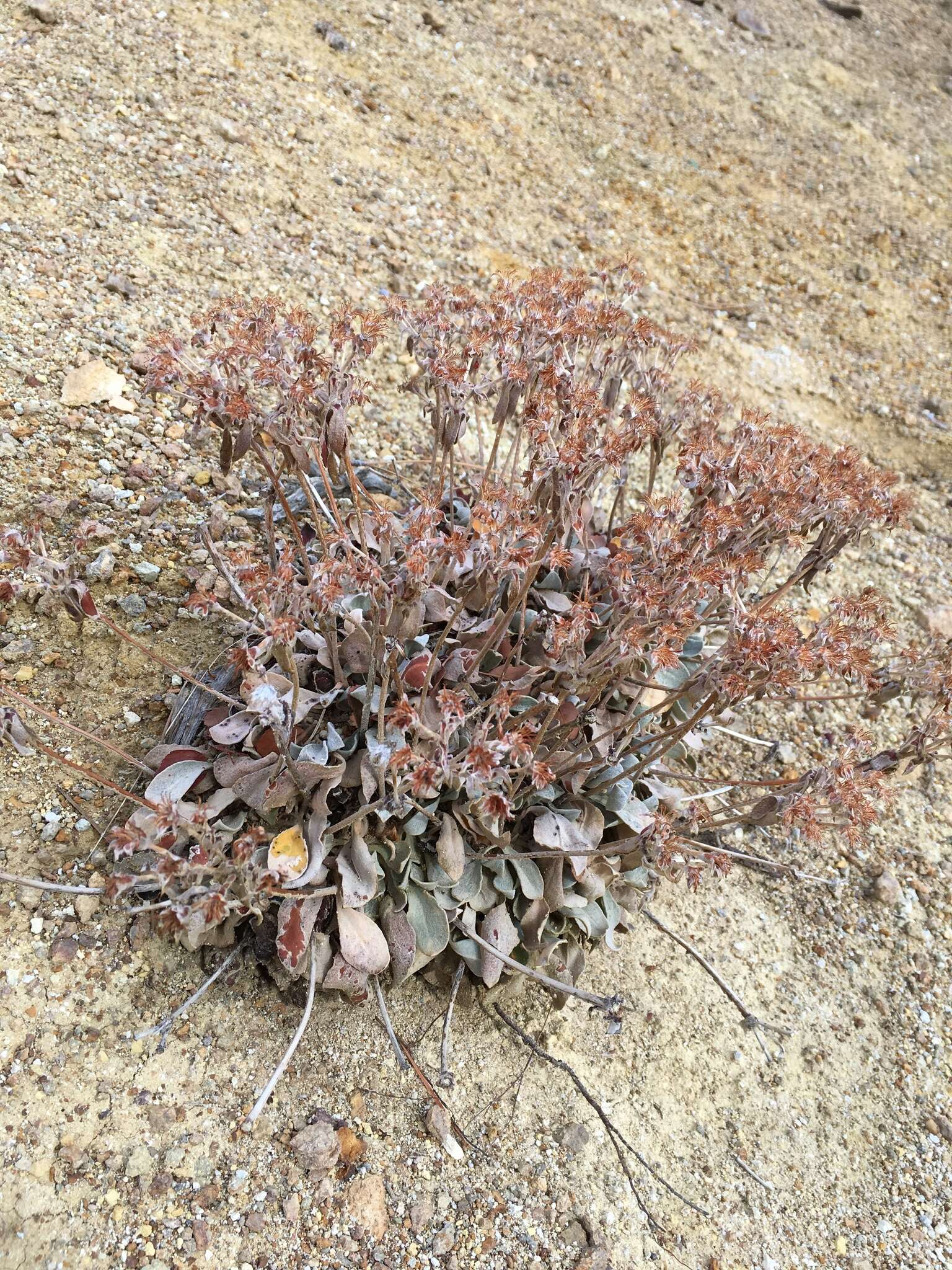 Image of granite buckwheat