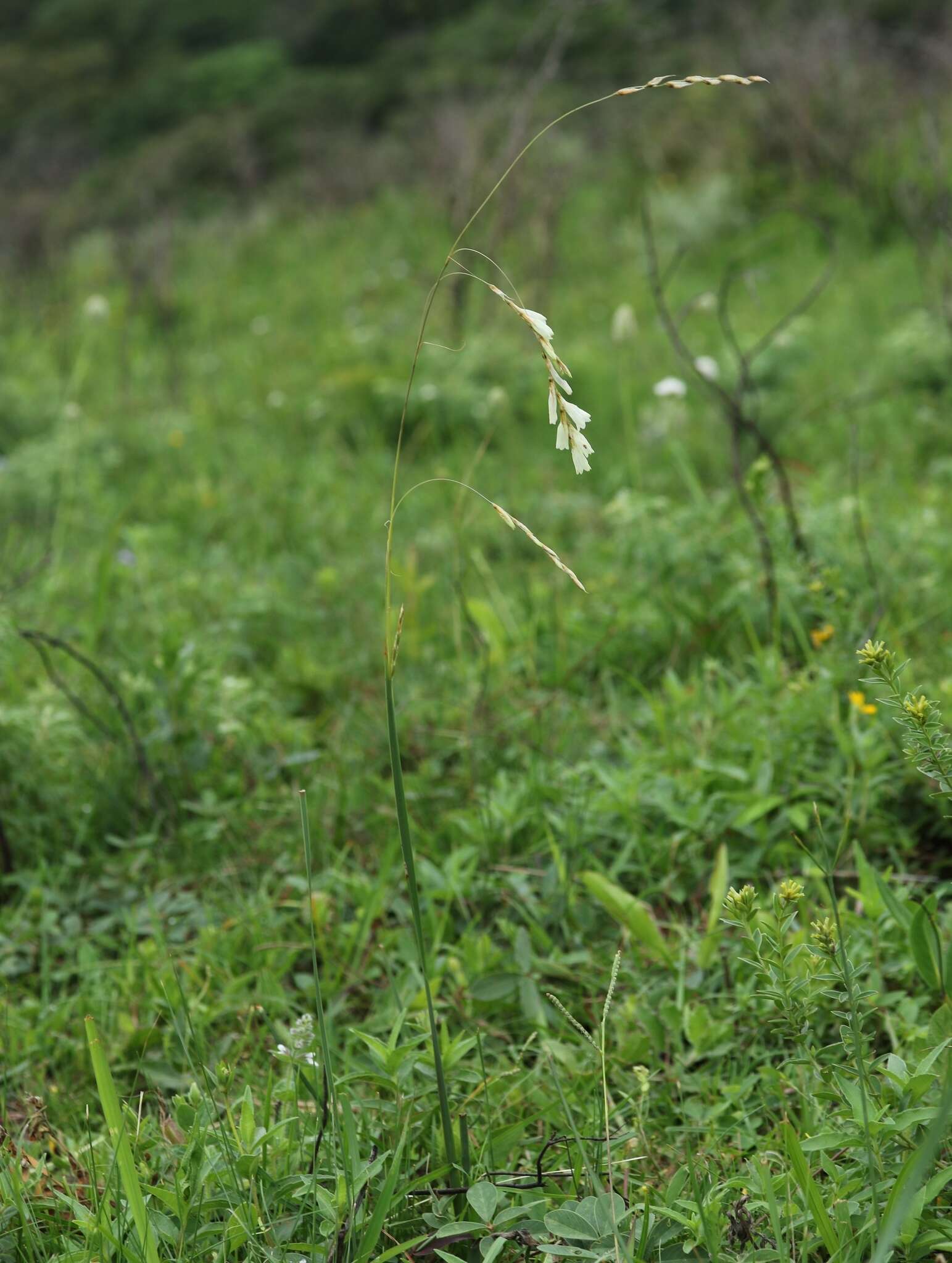 Imagem de Dierama sertum Hilliard