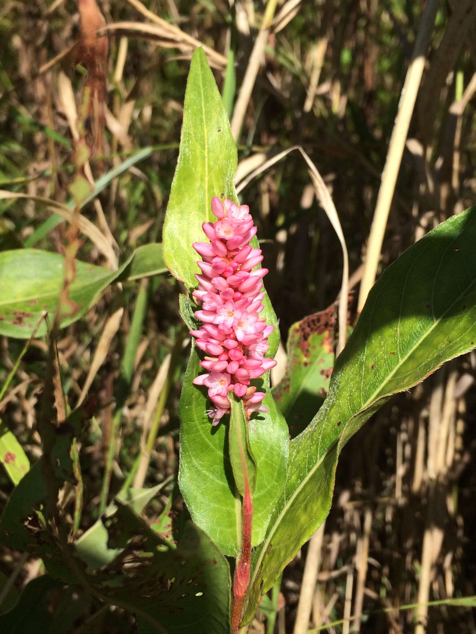 Sivun Persicaria amphibia var. emersa (Michx.) J. C. Hickman kuva