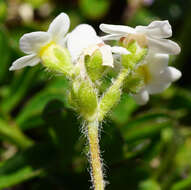 Image of Sweet-Flower Rock-Jasmine