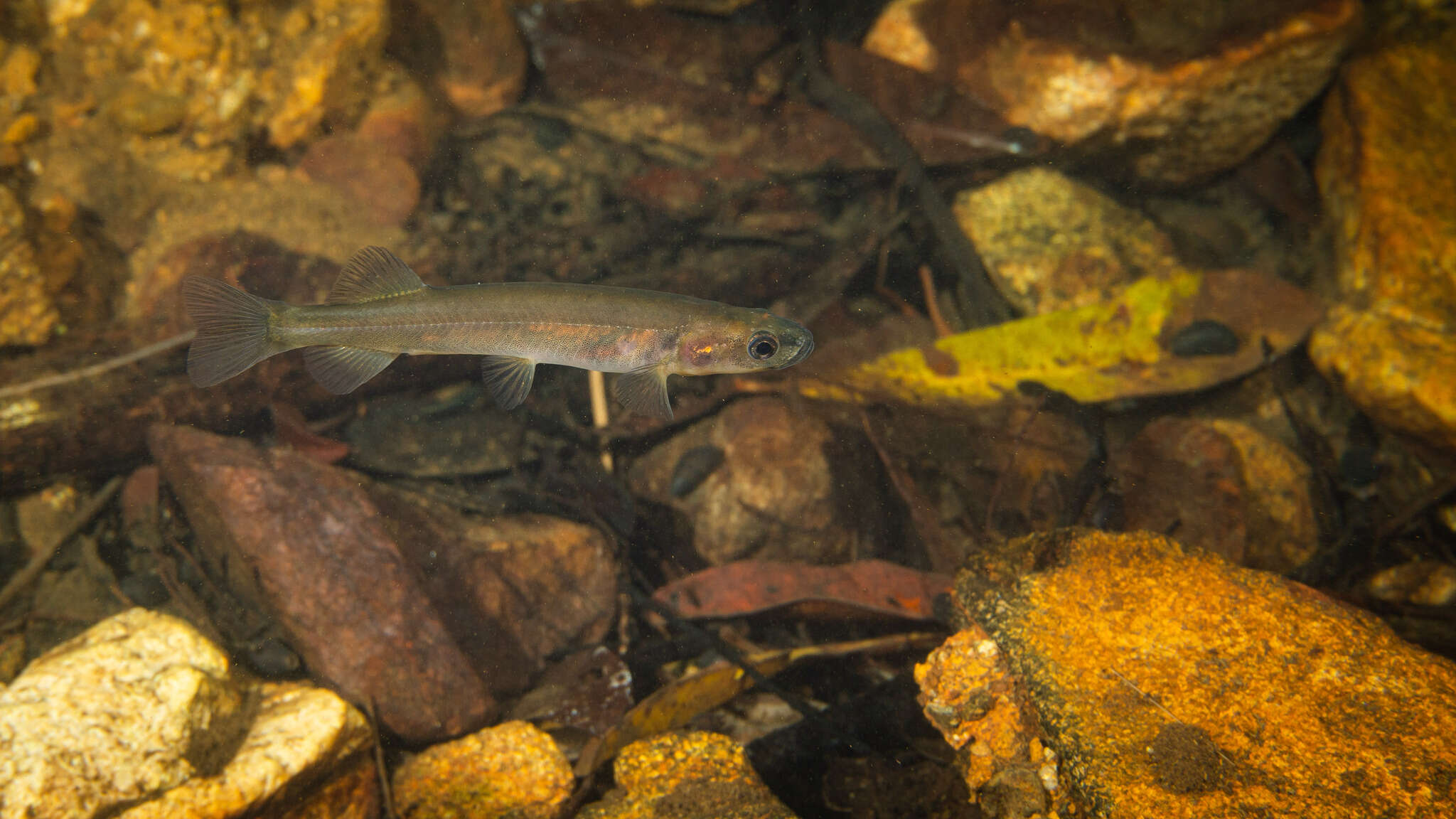 Sivun Galaxias neocaledonicus Weber & de Beaufort 1913 kuva