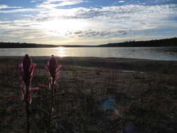 Image of Raup's Indian paintbrush