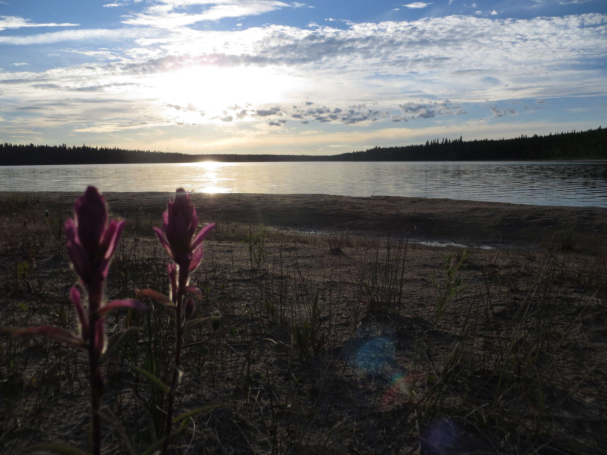 Image of Raup's Indian paintbrush