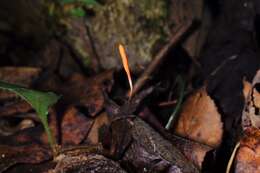 Plancia ëd Ophiocordyceps nutans (Pat.) G. H. Sung, J. M. Sung, Hywel-Jones & Spatafora 2007