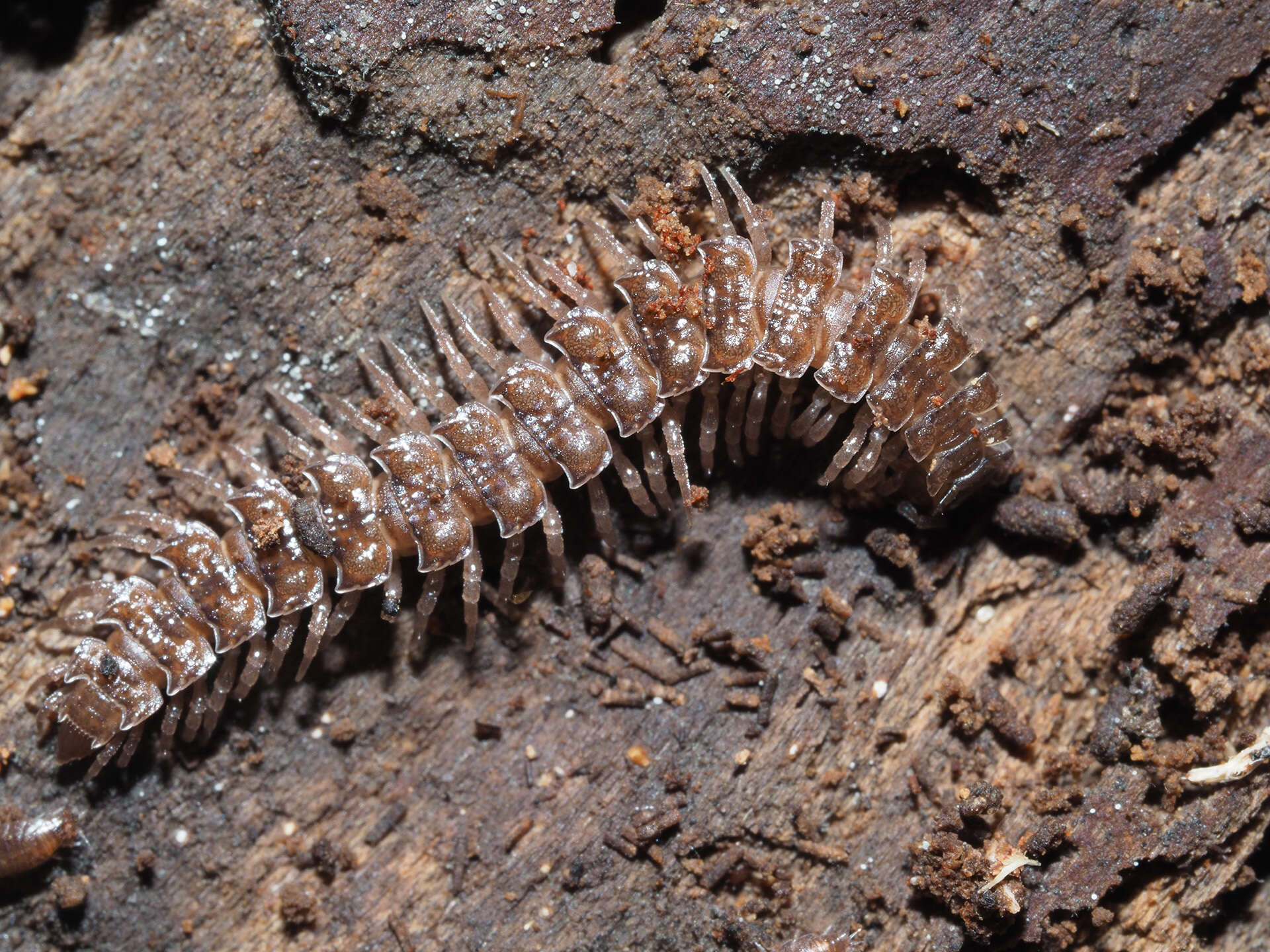 Image of Flat-backed millipede