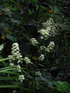 Image of Osceola's-Plume