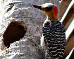 Image of Golden-cheeked Woodpecker