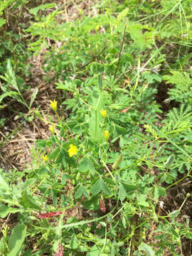 Image of slender yellow woodsorrel