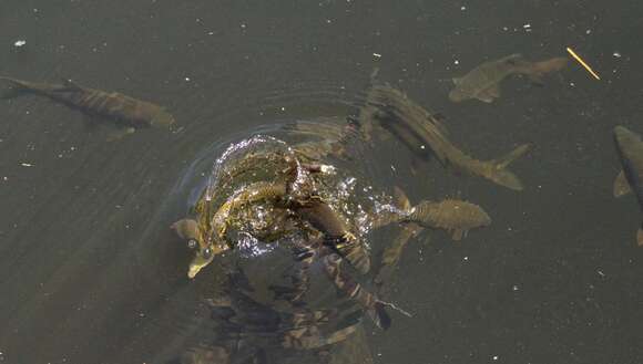 Image of Clanwilliam Yellowfish