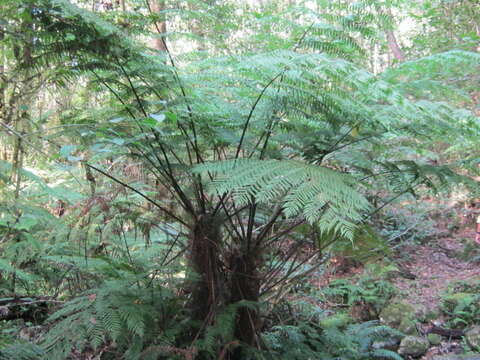 Image of Tree Fern Forest