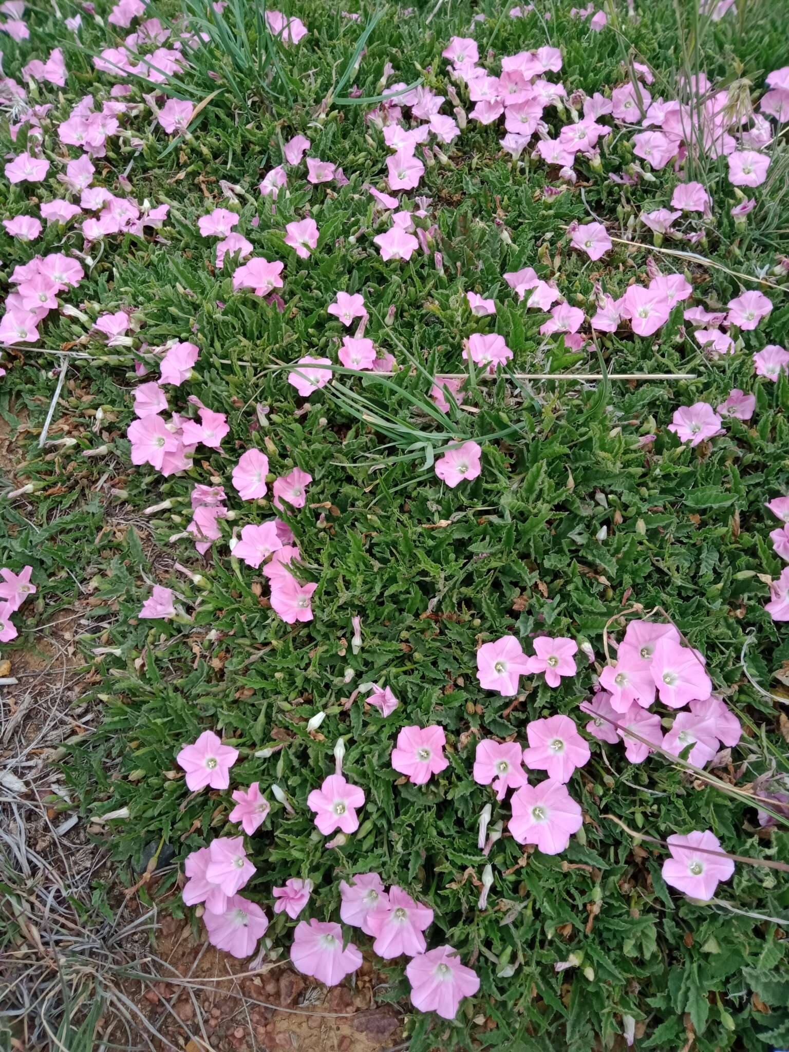 Image of Convolvulus angustissimus R. Br.