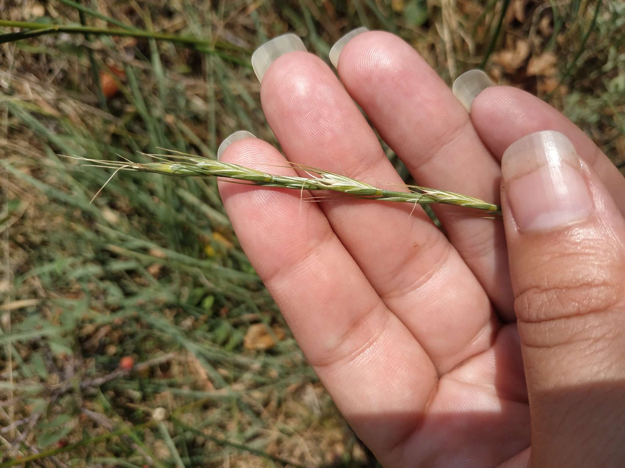 Image of Elymus reflexiaristatus subsp. strigosus (Schult.) Melderis