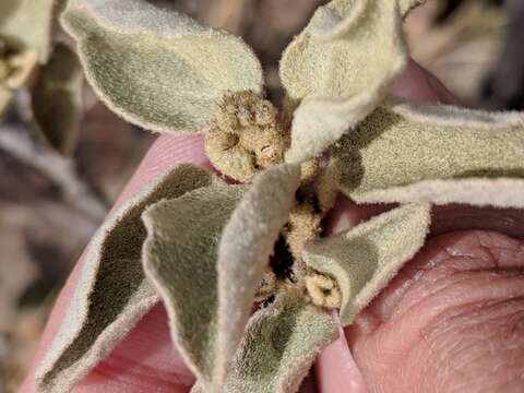 Image of scented croton